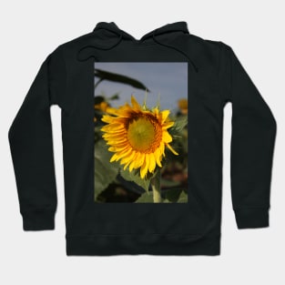 Bright and Colorful Sunflower in a Field Hoodie
